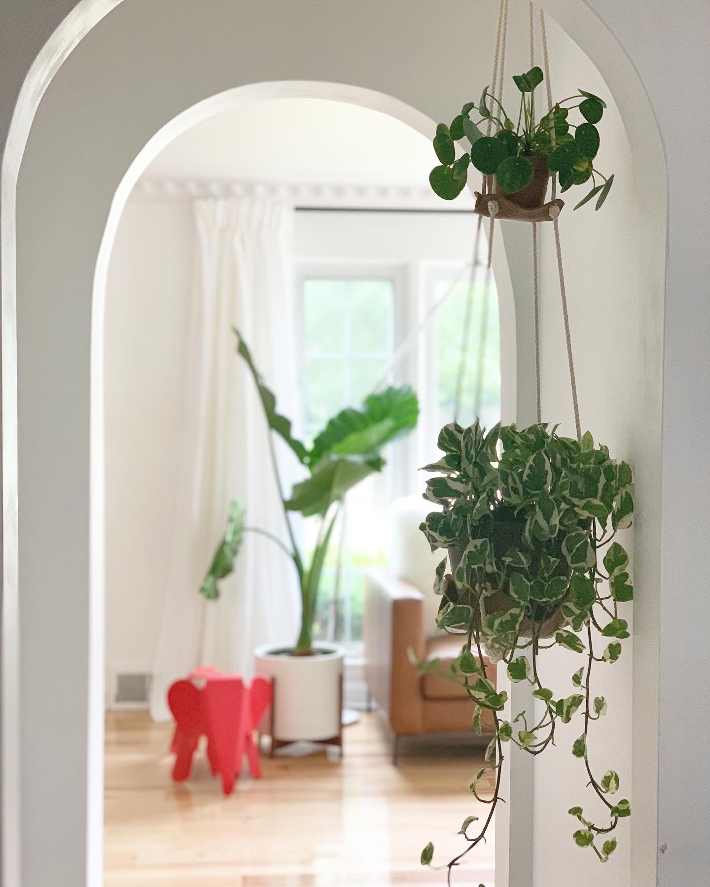 Double Leather Plant Hammock