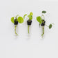 Leather Propagation Tube Holders [Set of 3]