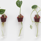 Leather Propagation Tube Holders [Set of 3]
